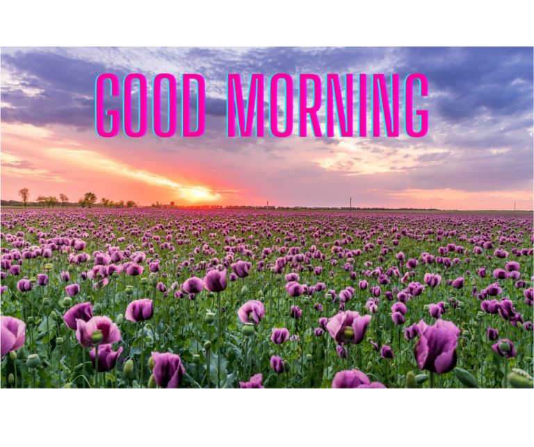 good morning alphine daisys flowers