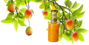 mango tree png image