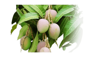 alphonso-mango-tree-free png
