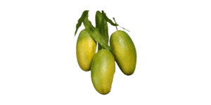 108+Real Mango Tree PNG Transparent