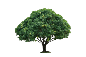 full long mango free png