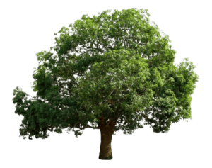 full long mango free png