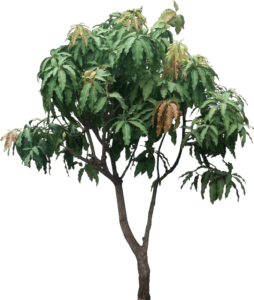 png format mango tree png