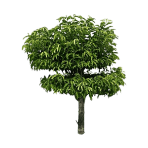 mango tree png
