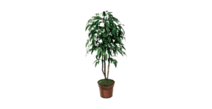 high resolution mango tree png